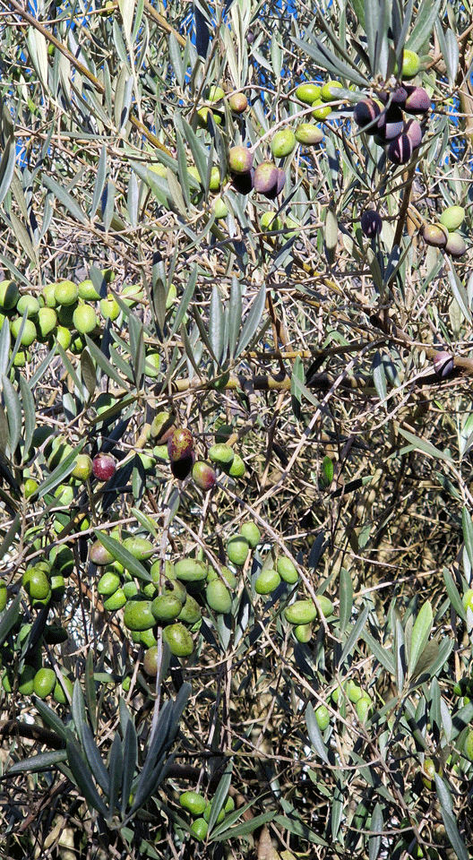 Olivenbaum mit Früchten (2022)