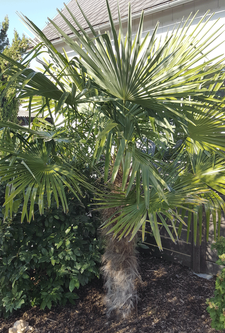Trachycarpus fortunei #2