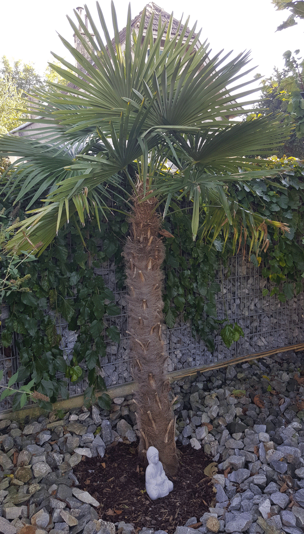 Trachycarpus fortunei #3
