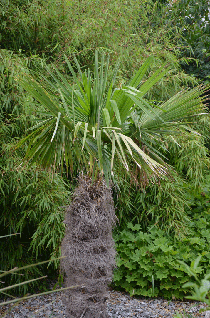 Trachycarpus fortunei #1 im Juni 2011