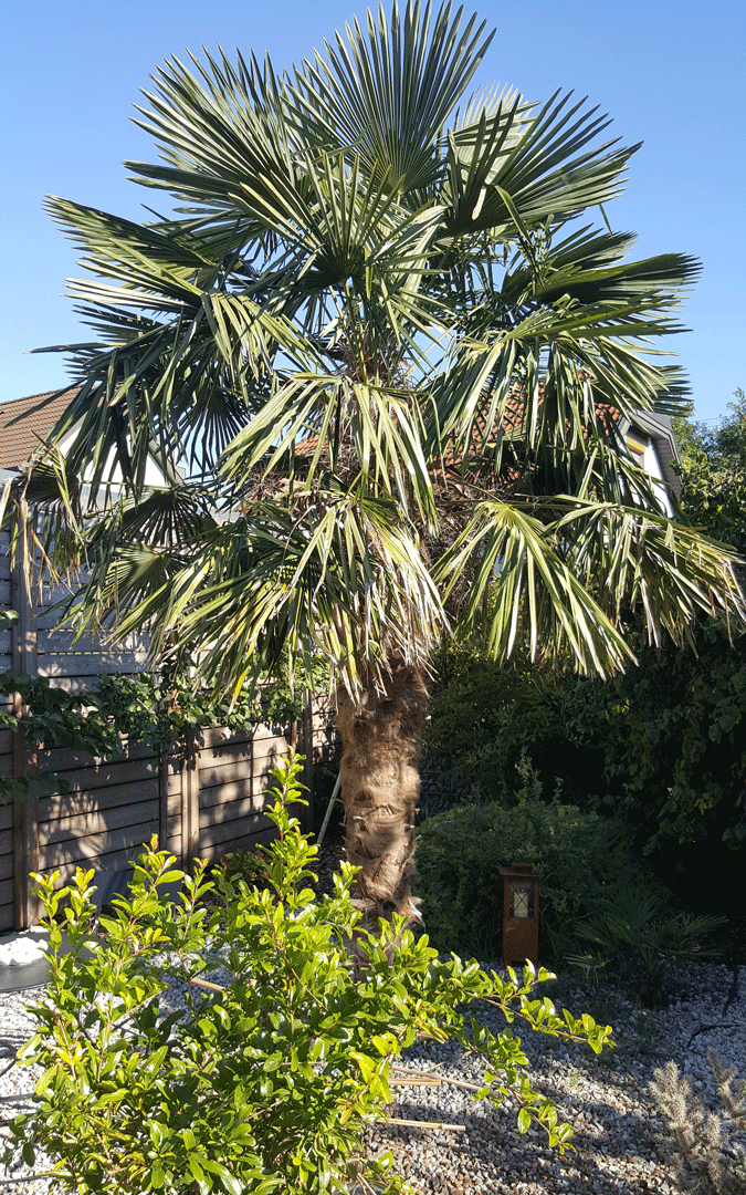 Trachycarpus fortunei #1 im Jahr 2019