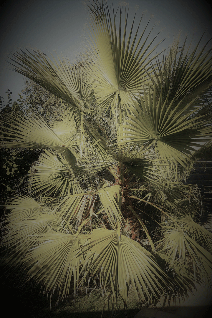 Washingtonia robusta