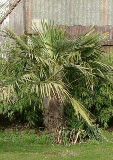 Trachycarpus fortunei #1 im Jahr 2008