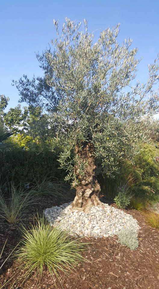 Olive Eingang