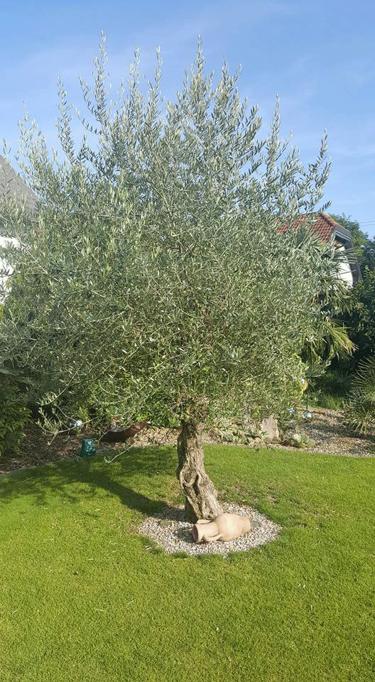 Erste Olive nach 5 Jahren
